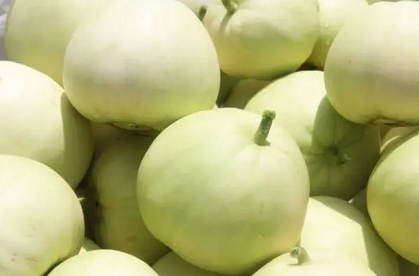 乐平雪梨瓜(图2)