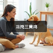 龙岗三黄鸡(图2)