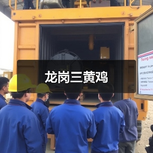 龙岗三黄鸡(图1)