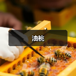 油桃