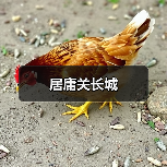 居庸关长城(图4) 居庸关长城(图4)
