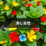 清心美宿(图3)