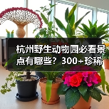 杭州野生动物园必看景点有哪些？300+珍稀动物近距离接触全解析 - 辰飞雨和风乐游农庄