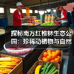 探秘南万红椎林生态公园:珍稀动植物与自然奇观全解析(图2) 探秘南万红椎林生态公园:珍稀动植物与自然奇观全解析(图2)