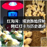 红海湾:观浪胜地探秘,网红打卡与历史遗迹的完美融合(图3) 红海湾:观浪胜地探秘,网红打卡与历史遗迹的完美融合(图3)