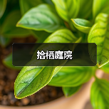 拾栖庭院 - 辰飞雨和风乐游农庄