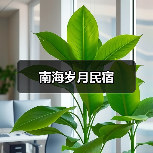 南海岁月民宿 - 辰飞雨和风乐游农庄